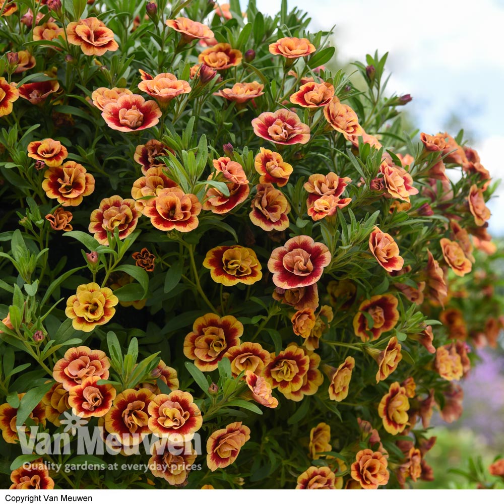 Calibrachoa 'Can Can Double OrangeTastic'