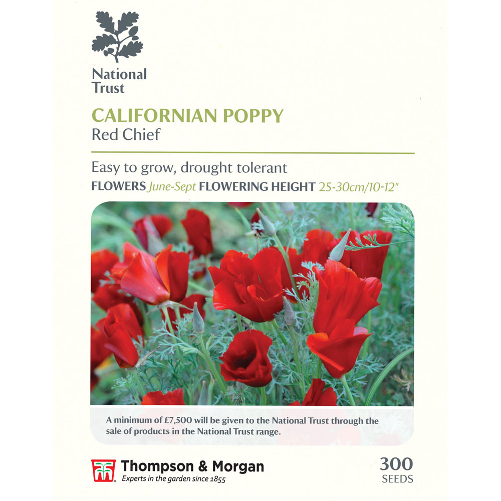 Californian Poppy 'Red Chief' (National Trust)