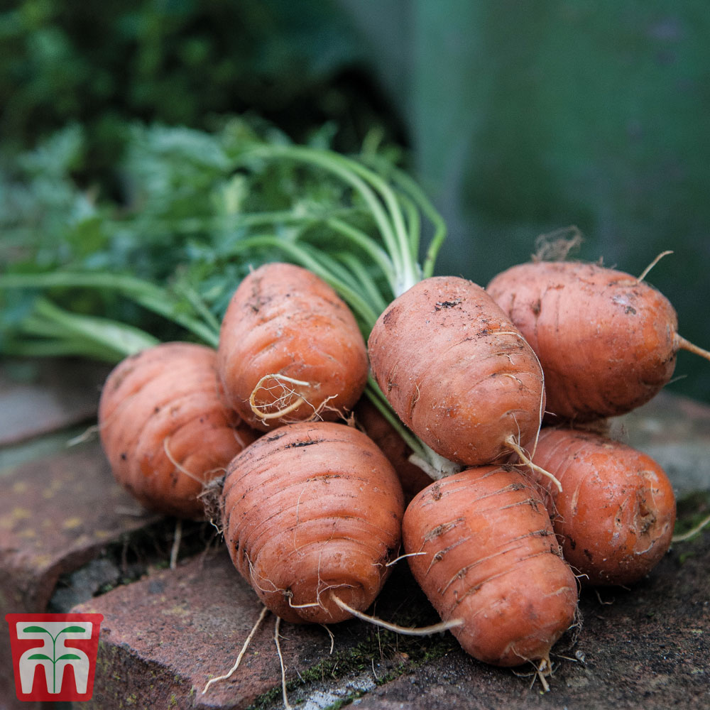 Carrot 'Paris Market - Atlas'