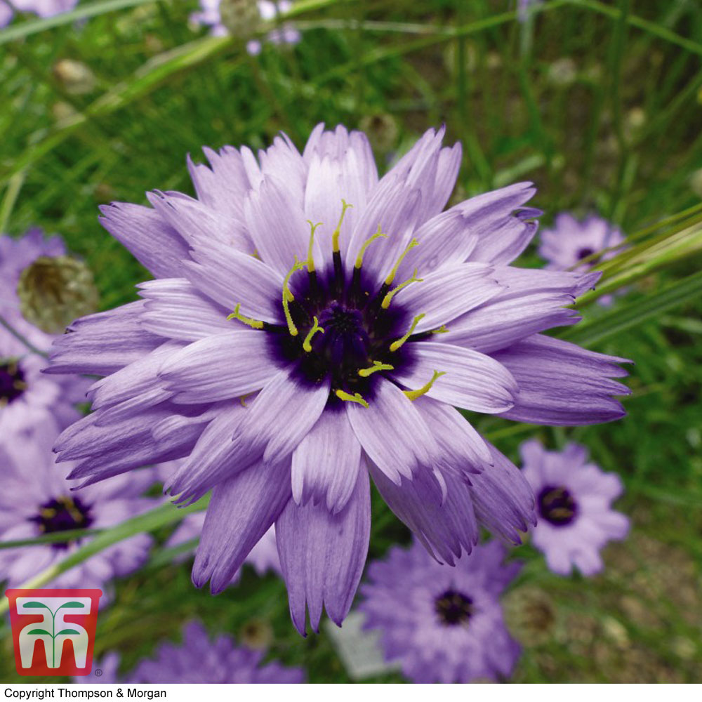 Catananche caerulea 'Amor Blue'