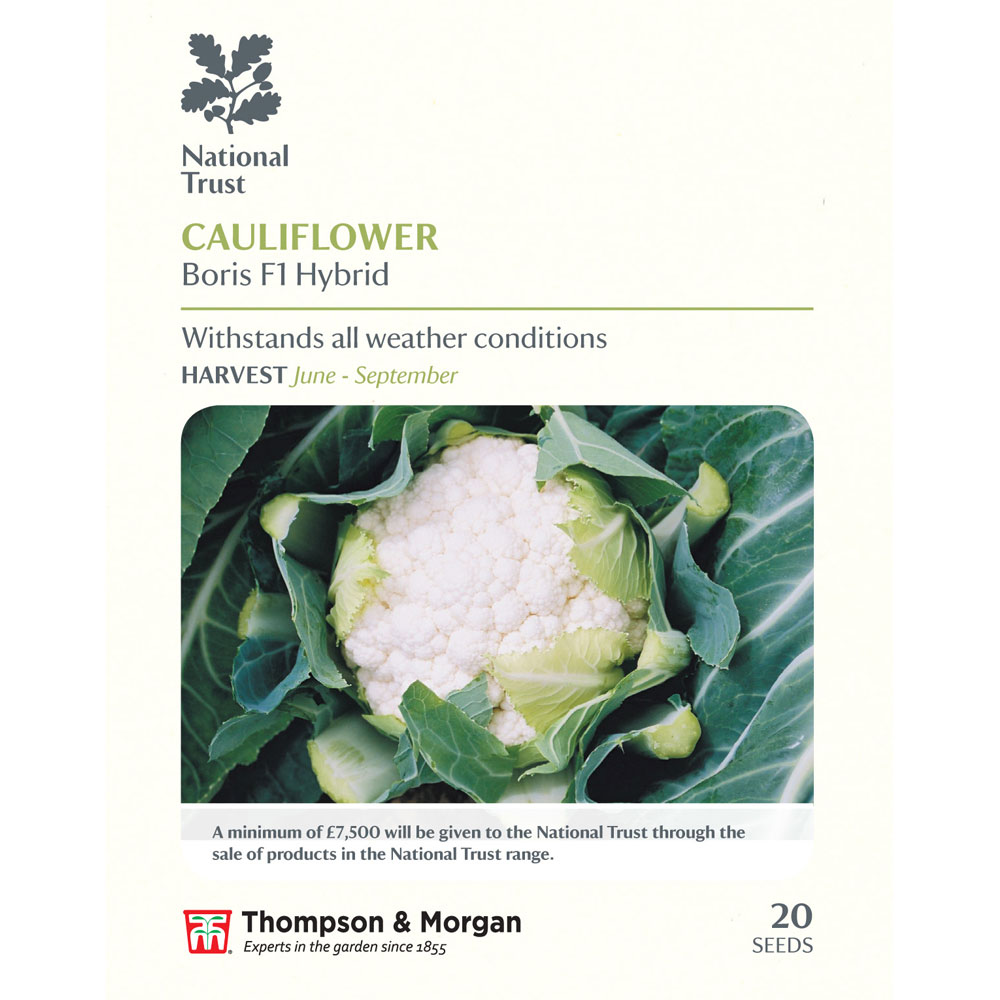 Cauliflower 'Boris' F1 Hybrid (National Trust)