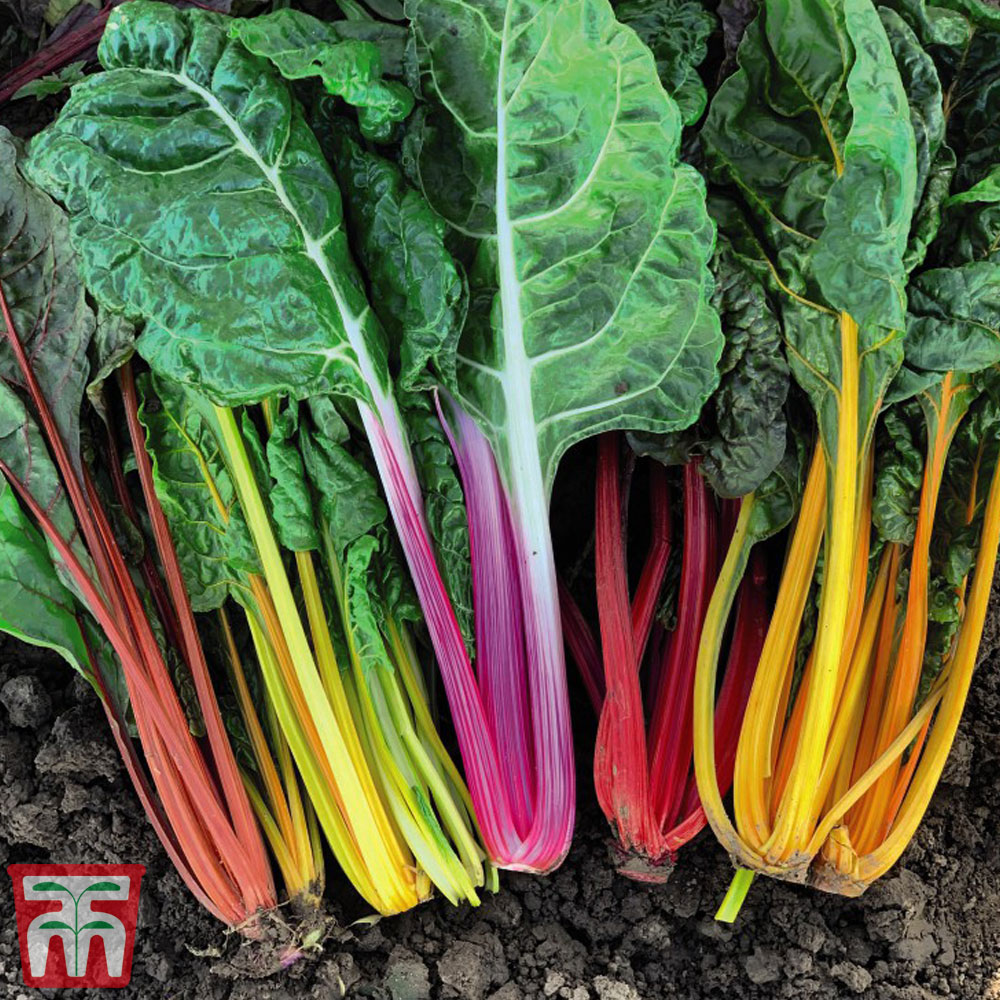 Swiss Chard 'Celebration'