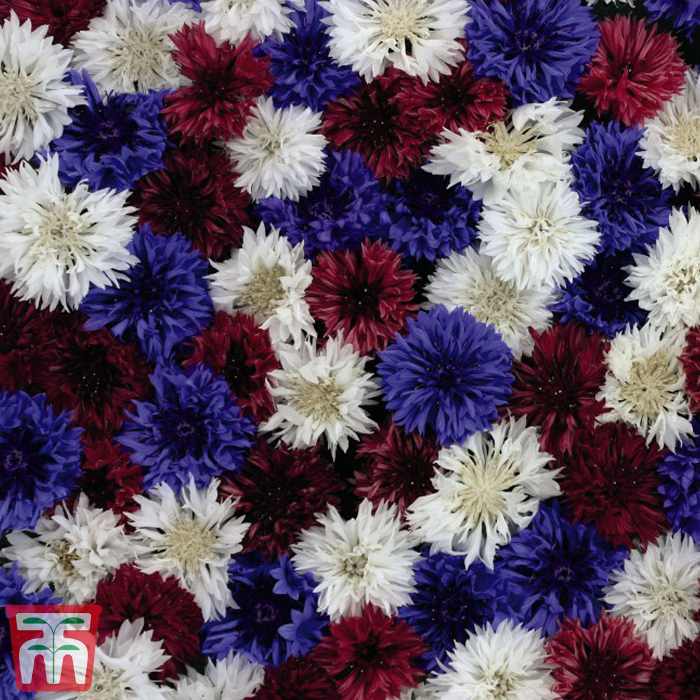 Cornflower 'Red, White & Blue'