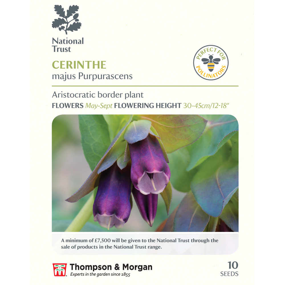 Cerinthe major 'Purpurascens' (National Trust)