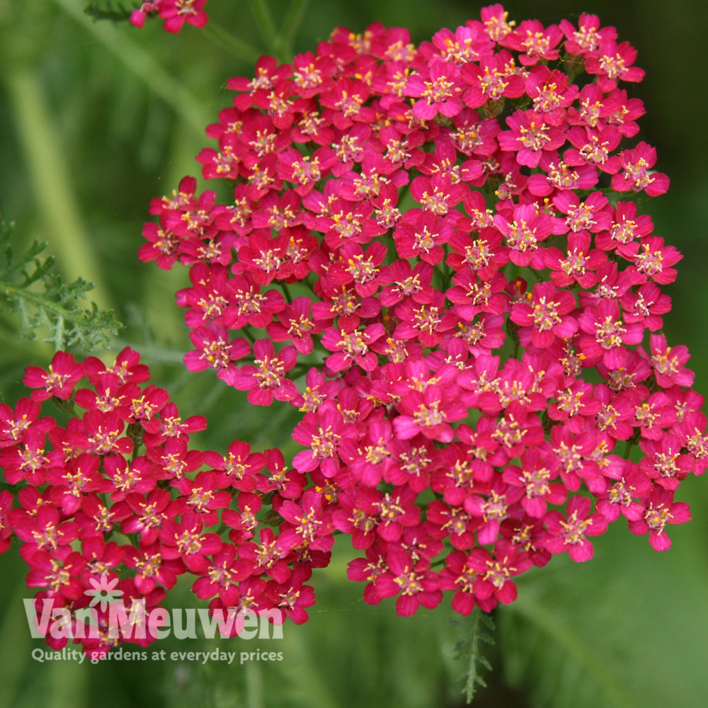 Achillea millefolium 'Cerise Queen'