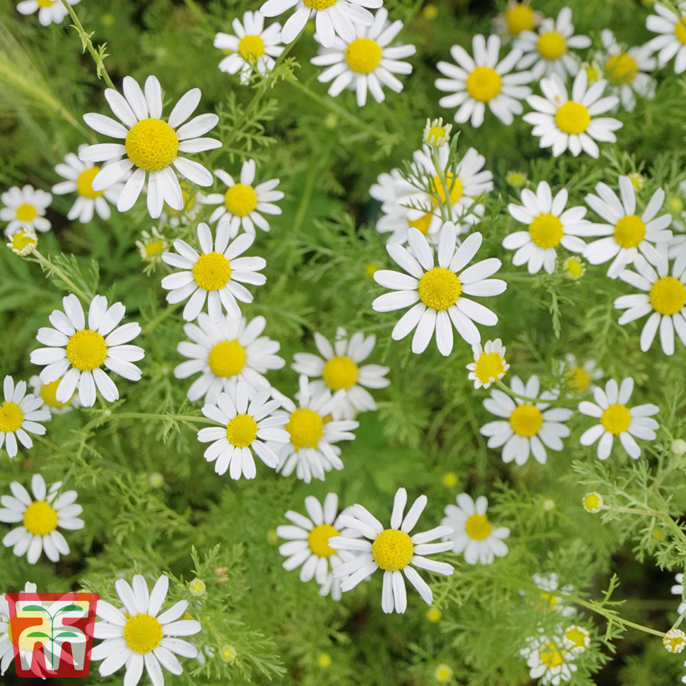 Chamomile (Wild or German)