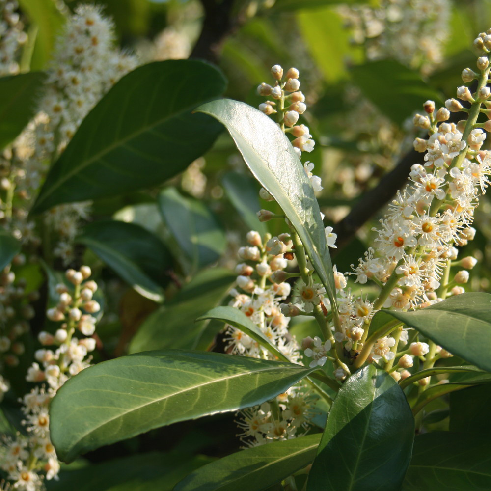 Cherry laurel (Hedging)