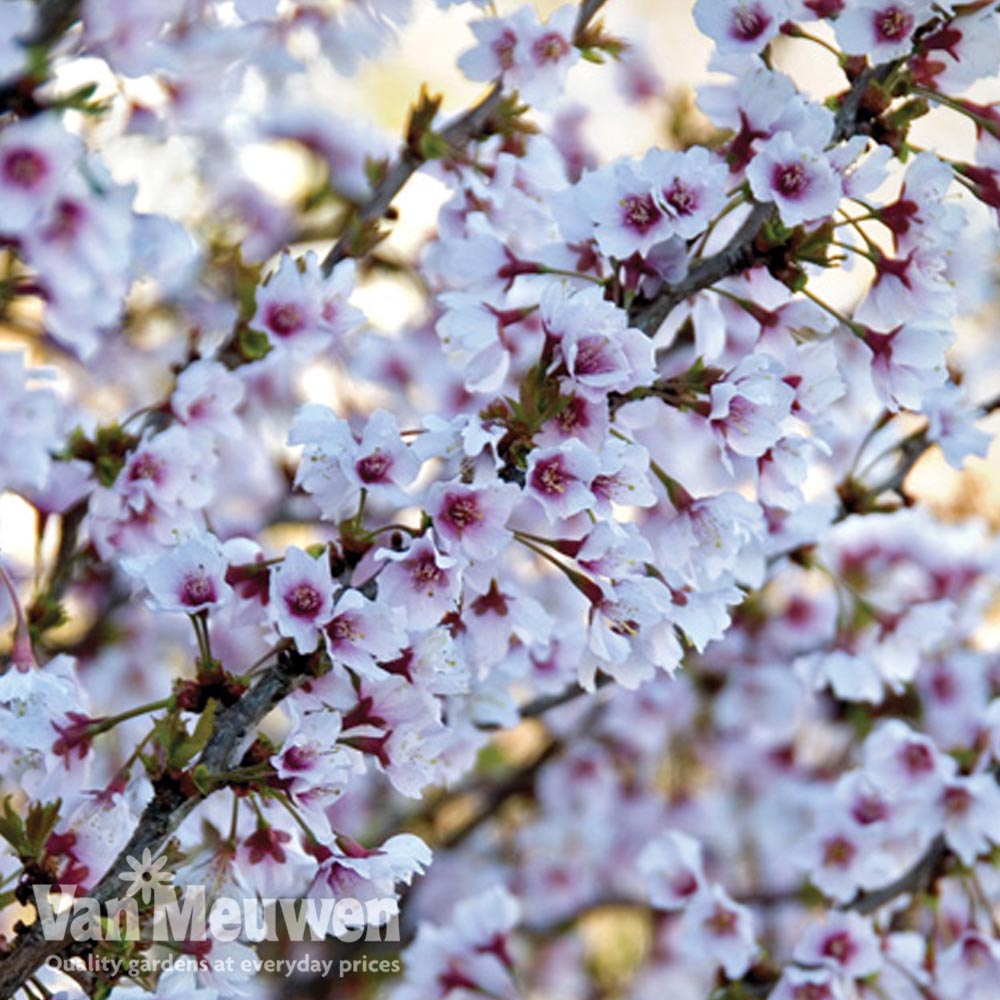 Fuji Cherry 'Kojo No Mai'