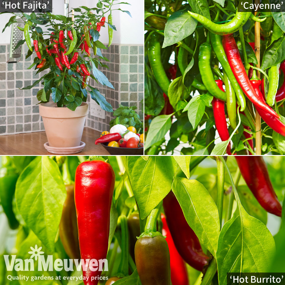 Chilli Pepper 'Hot Collection'