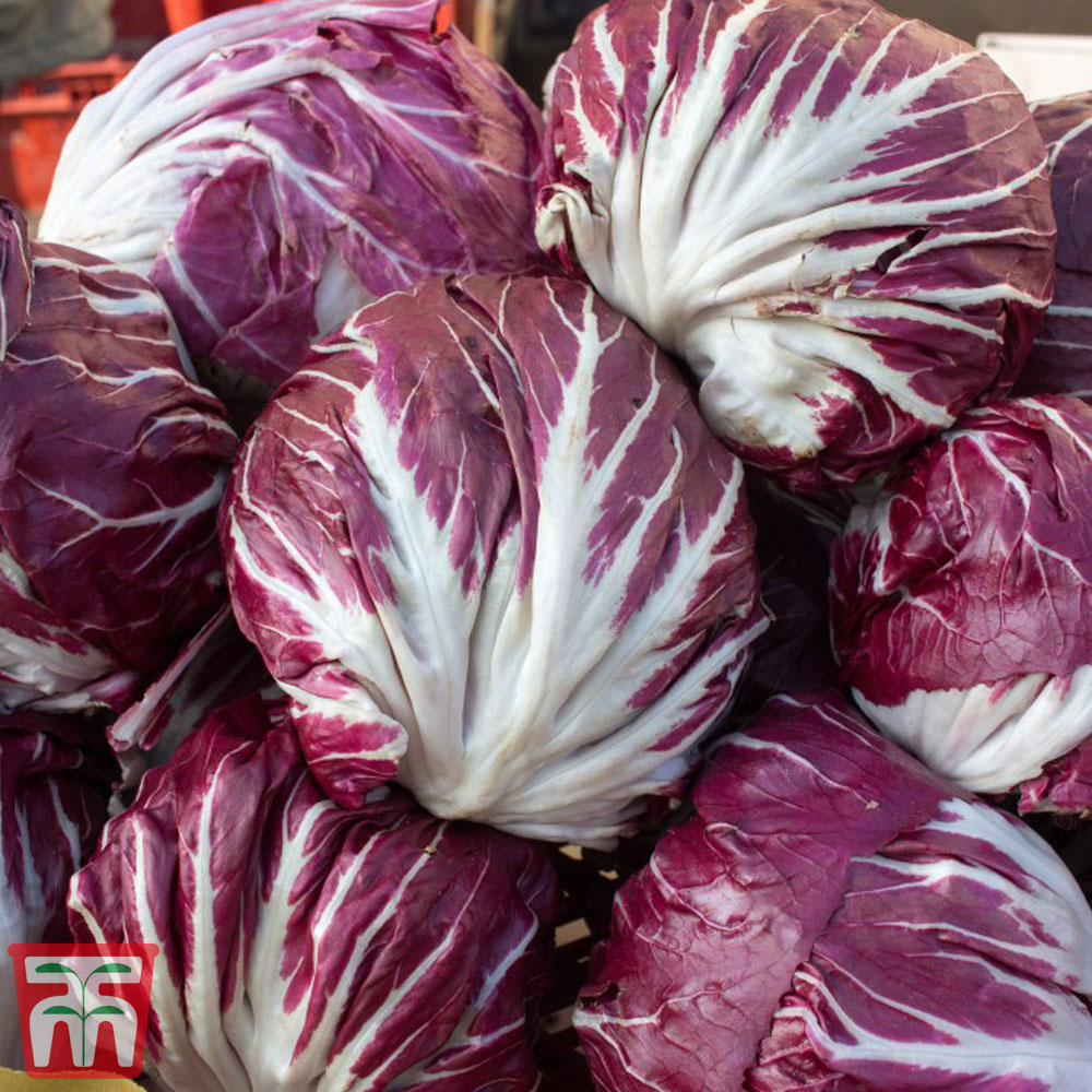 Radicchio 'Orchidea Rossa' - UK Mo Italian Range