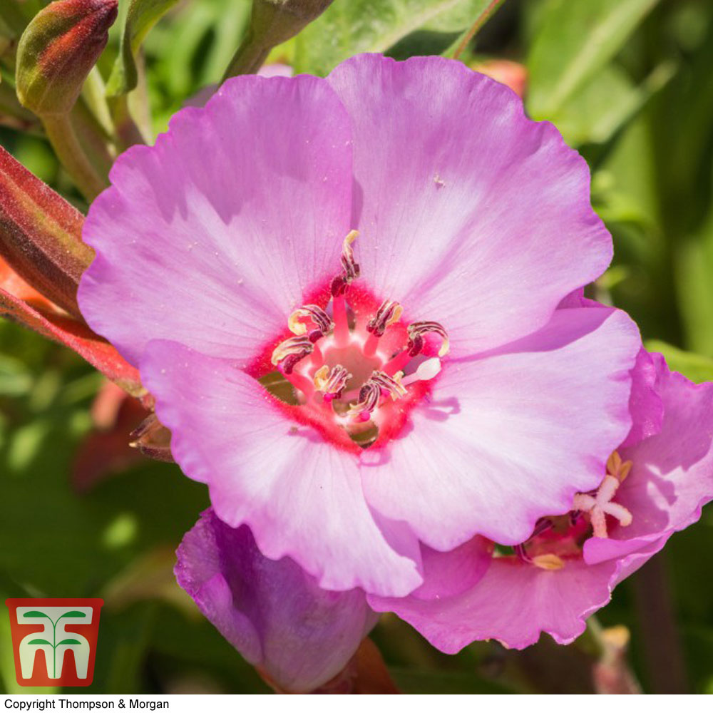 Godetia 'Pink Buttercups'