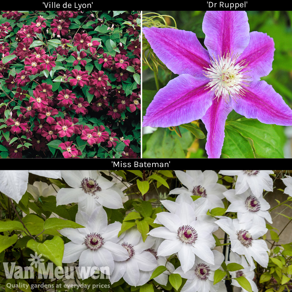 Large Flowered Clematis Collection