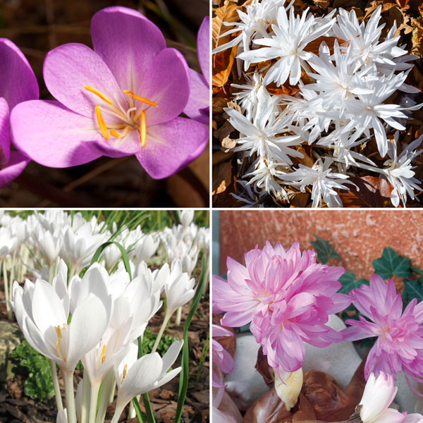 Colchicum Bulbs Collection