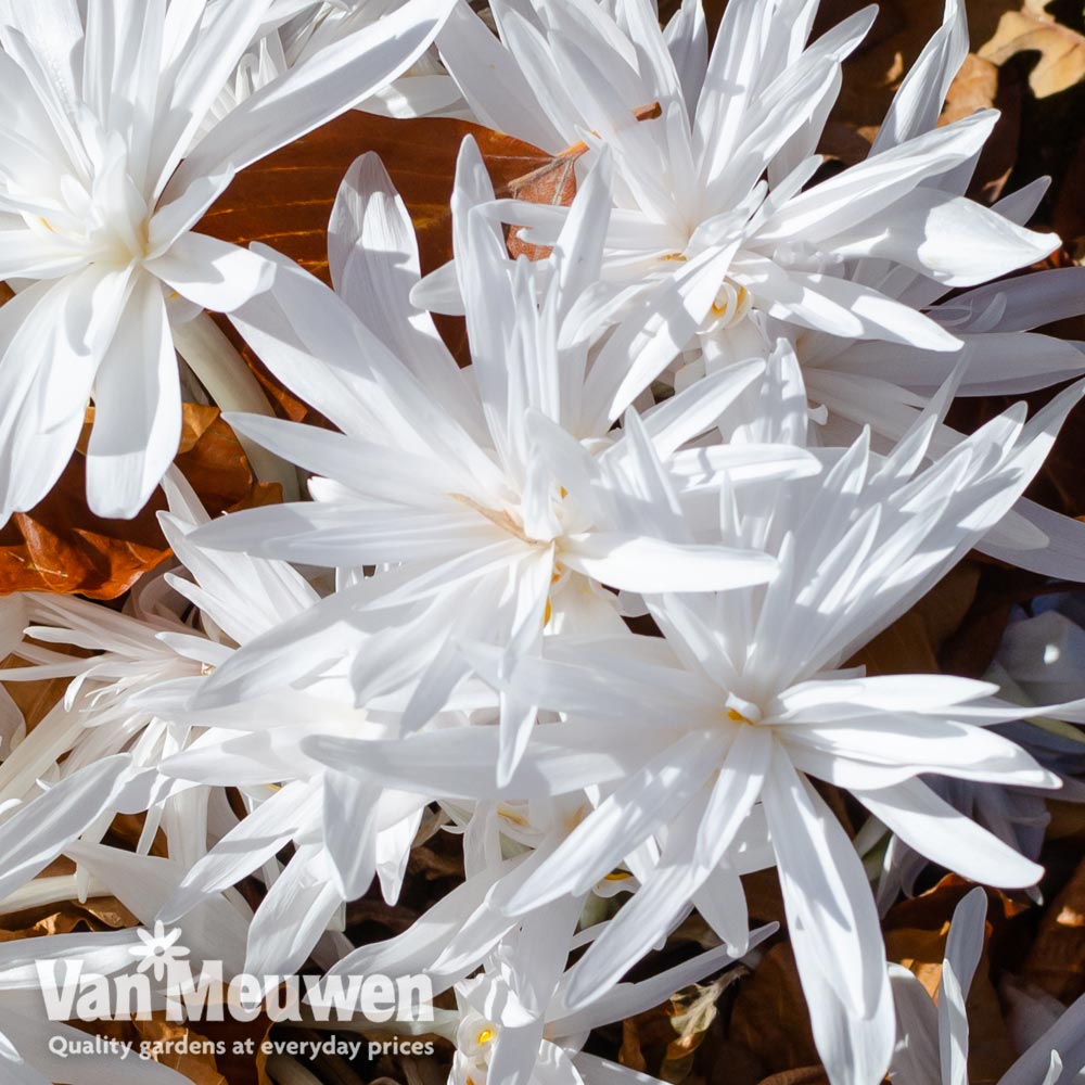 Colchicum autumnale alboplenum