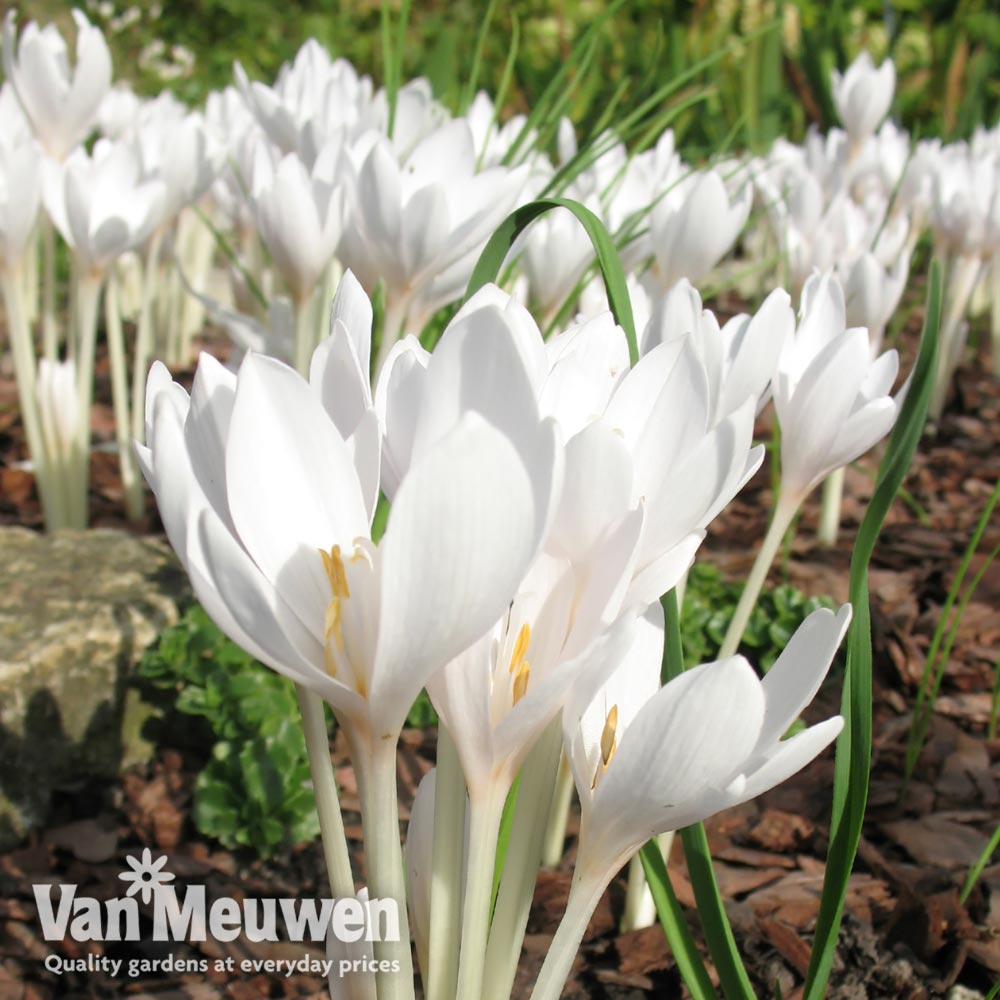 Colchicum autumnale 'Album'