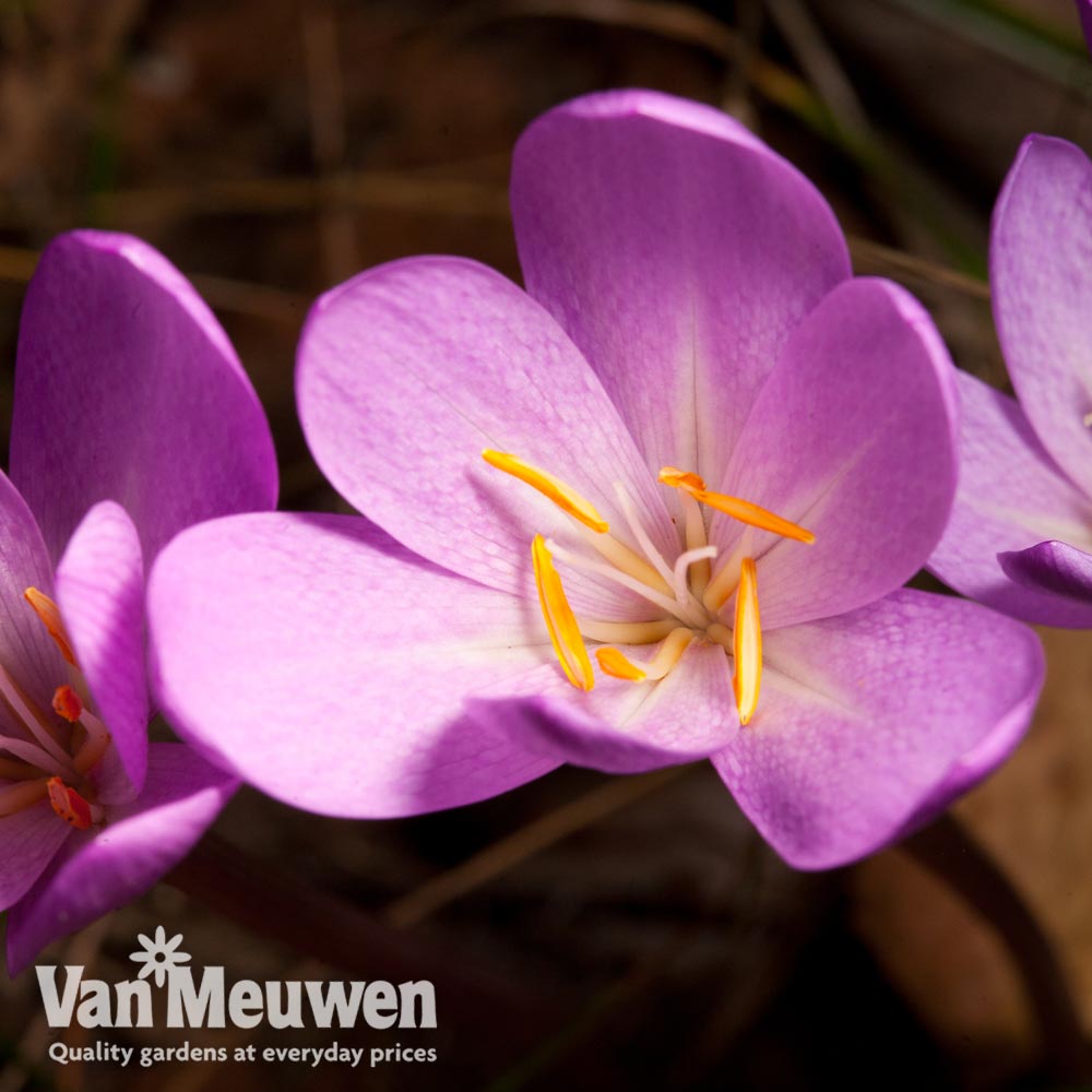 Colchicum 'Dick Trotter'