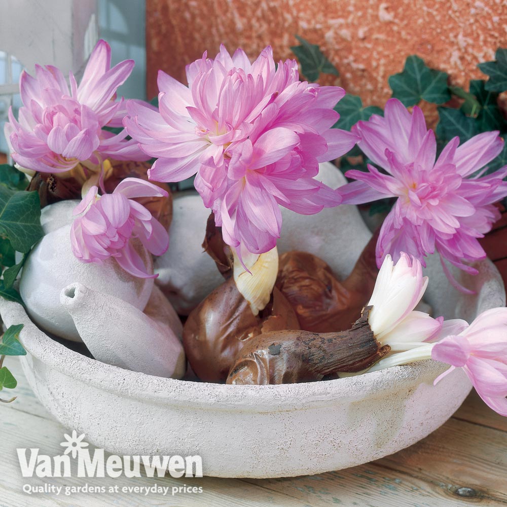 Colchicum 'Waterlily'