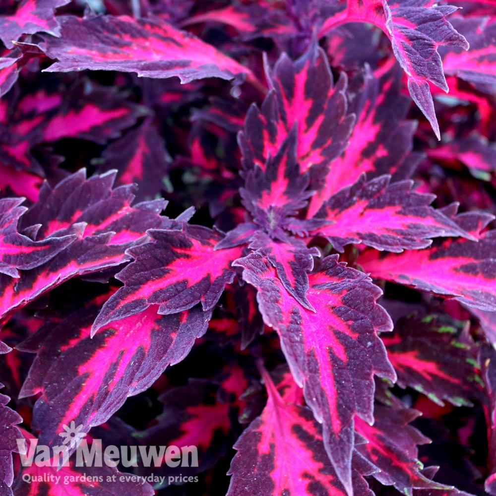 Coleus 'Stained Glassworks Royalty'