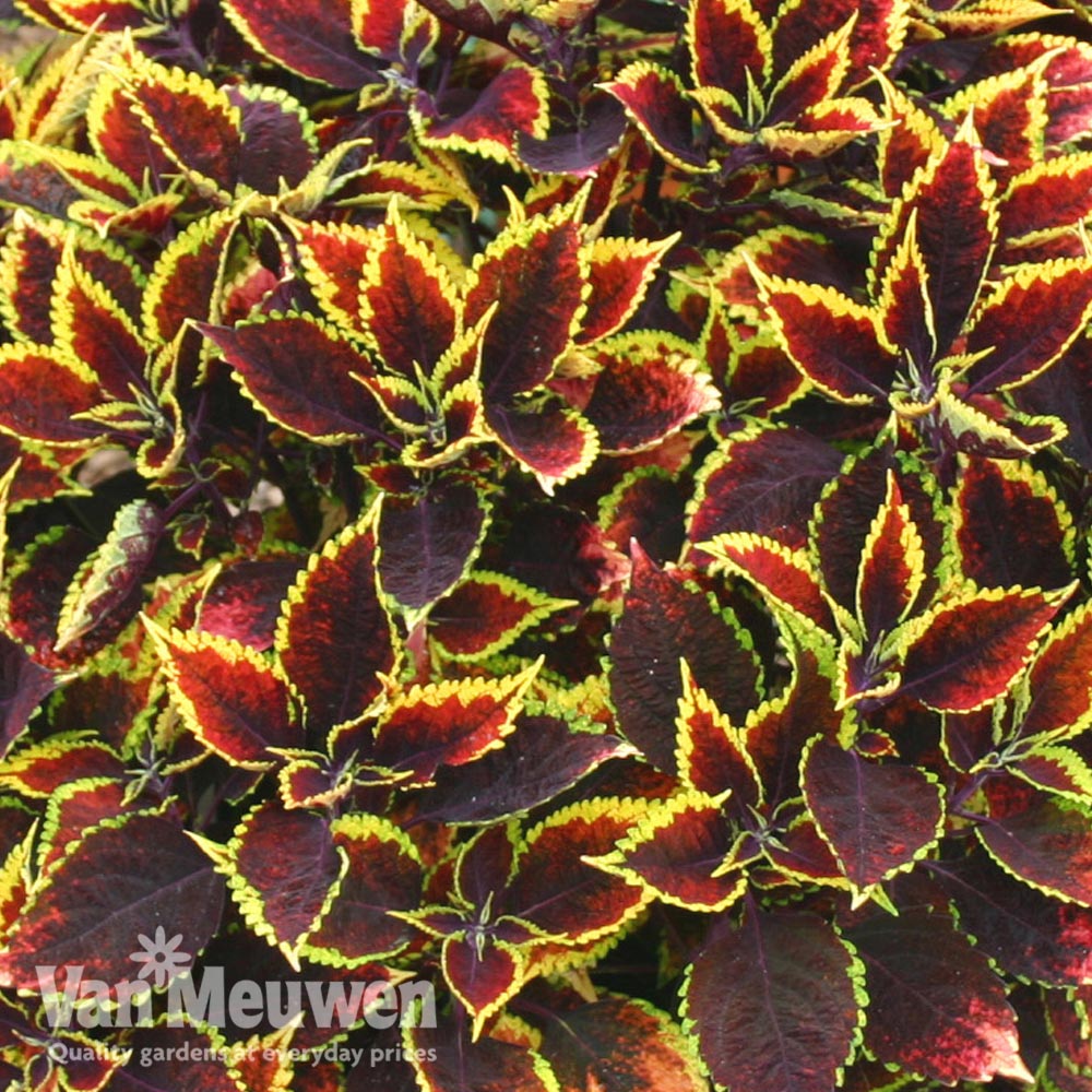 Coleus 'Walter Turner'