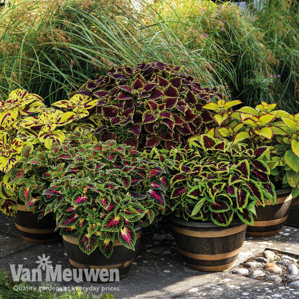 Coleus 'T&M Prize Strain Improved Mixed'