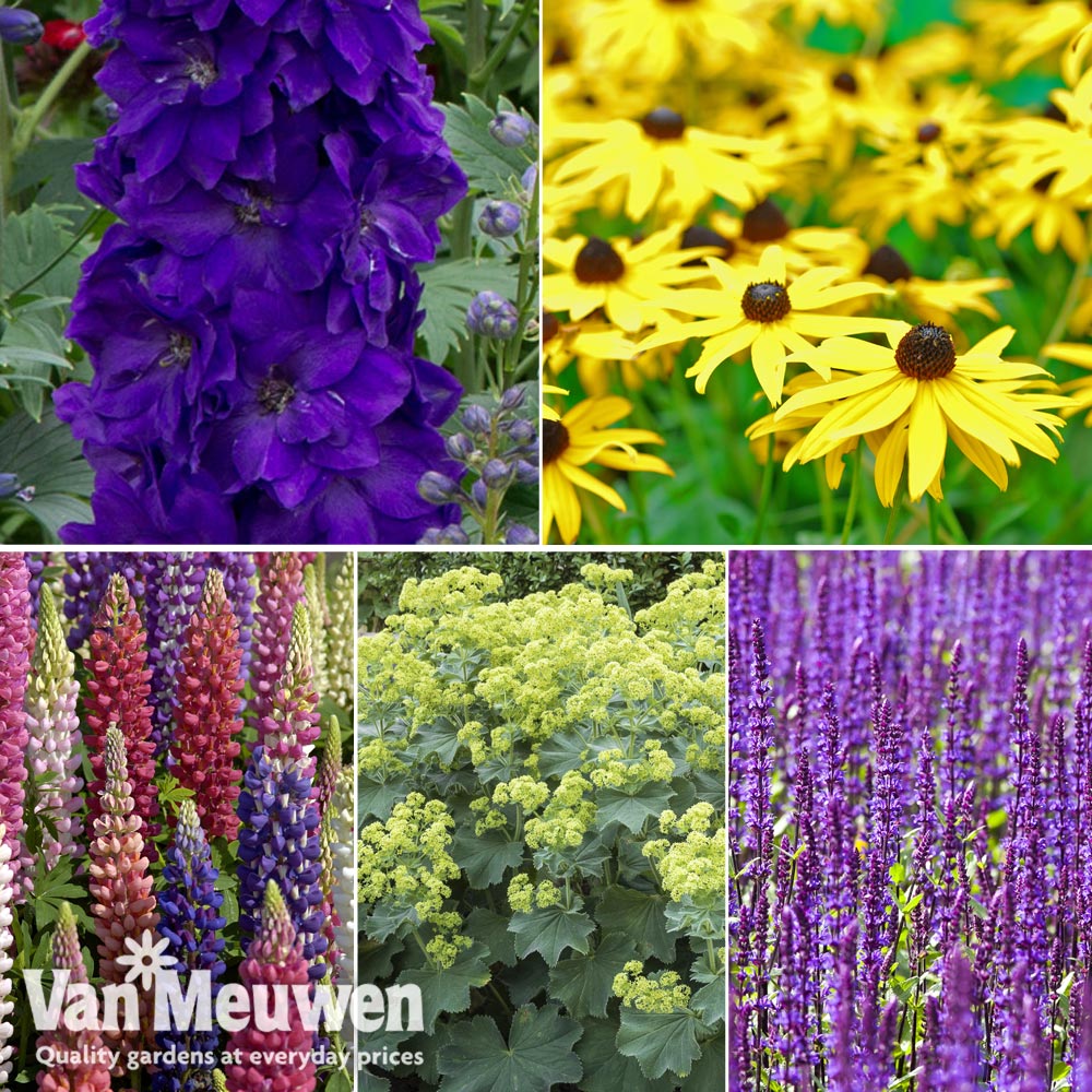 Perennial Potted Collection