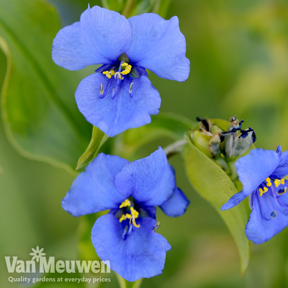 Commelina tuberosa