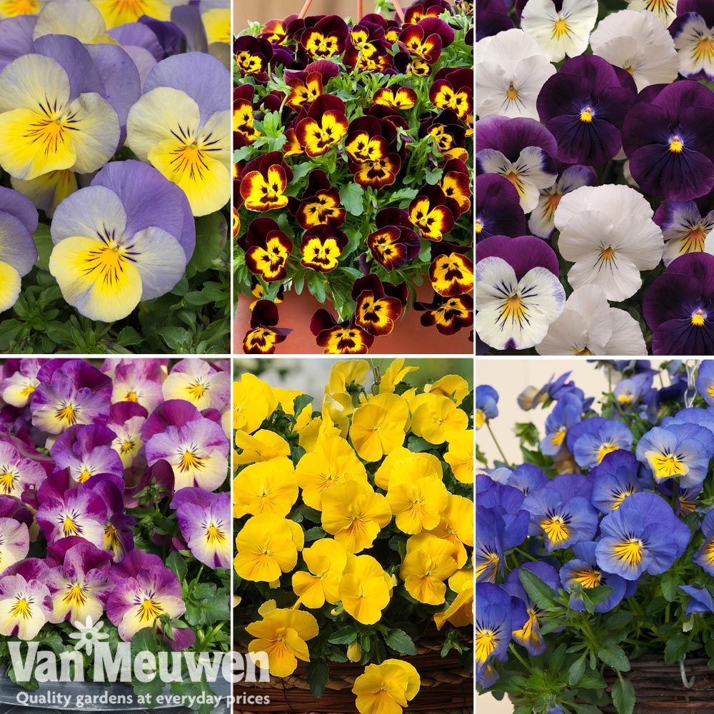 Nurseryman's Choice Pansy Coolwave Collection