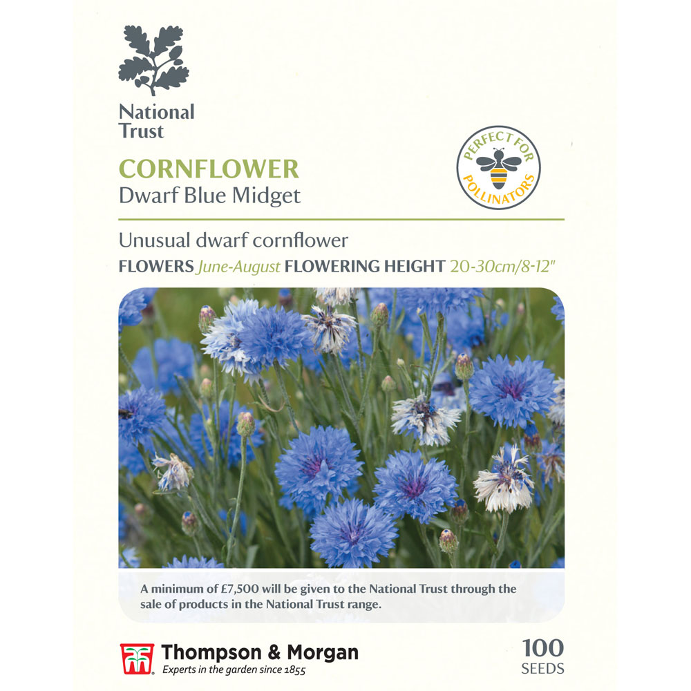 Cornflower 'Dwarf Blue Midget' (National Trust)