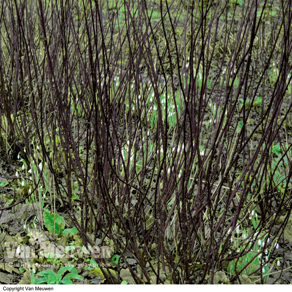 Cornus alba 'Kesselringii'