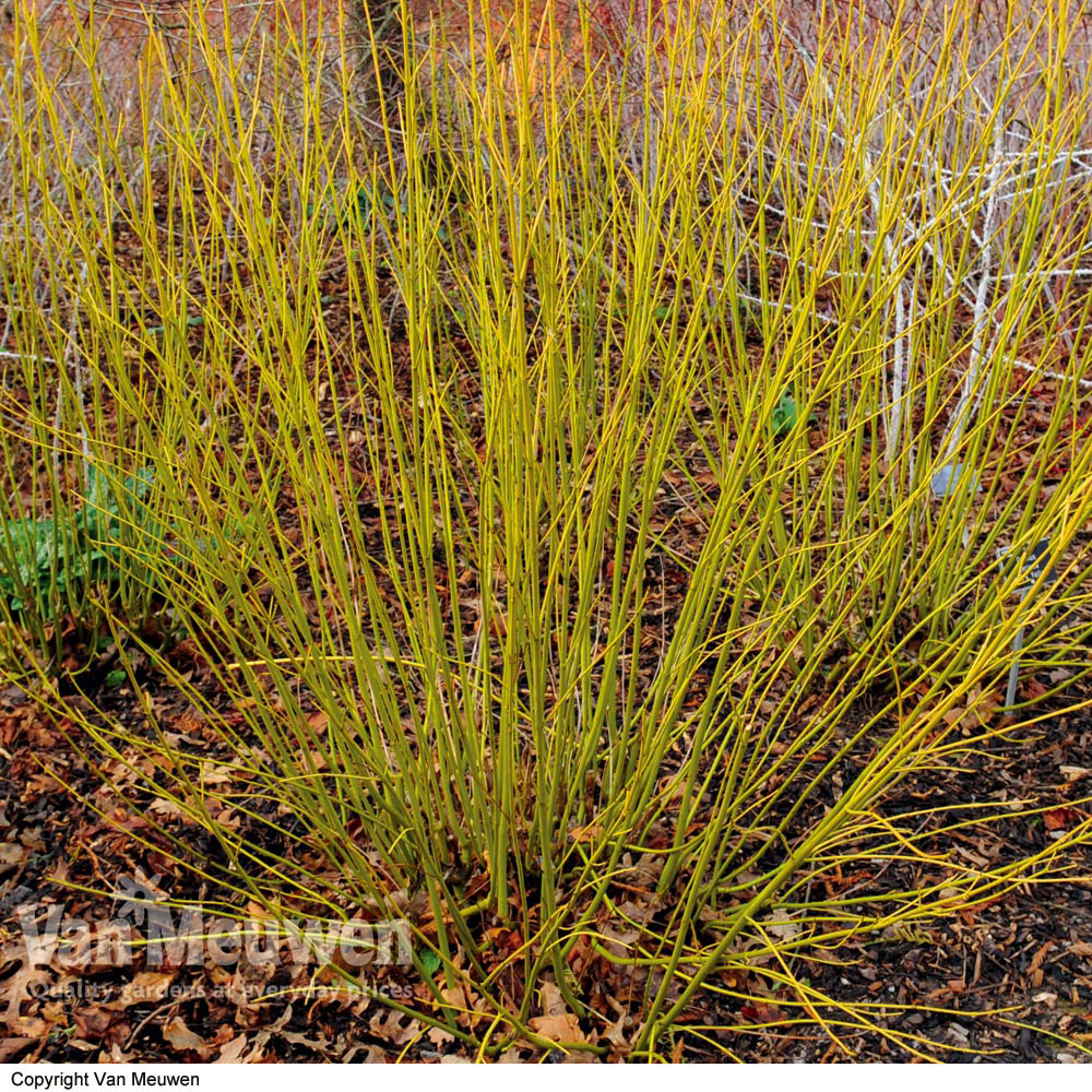 Cornus sericea 'Flaviramea'