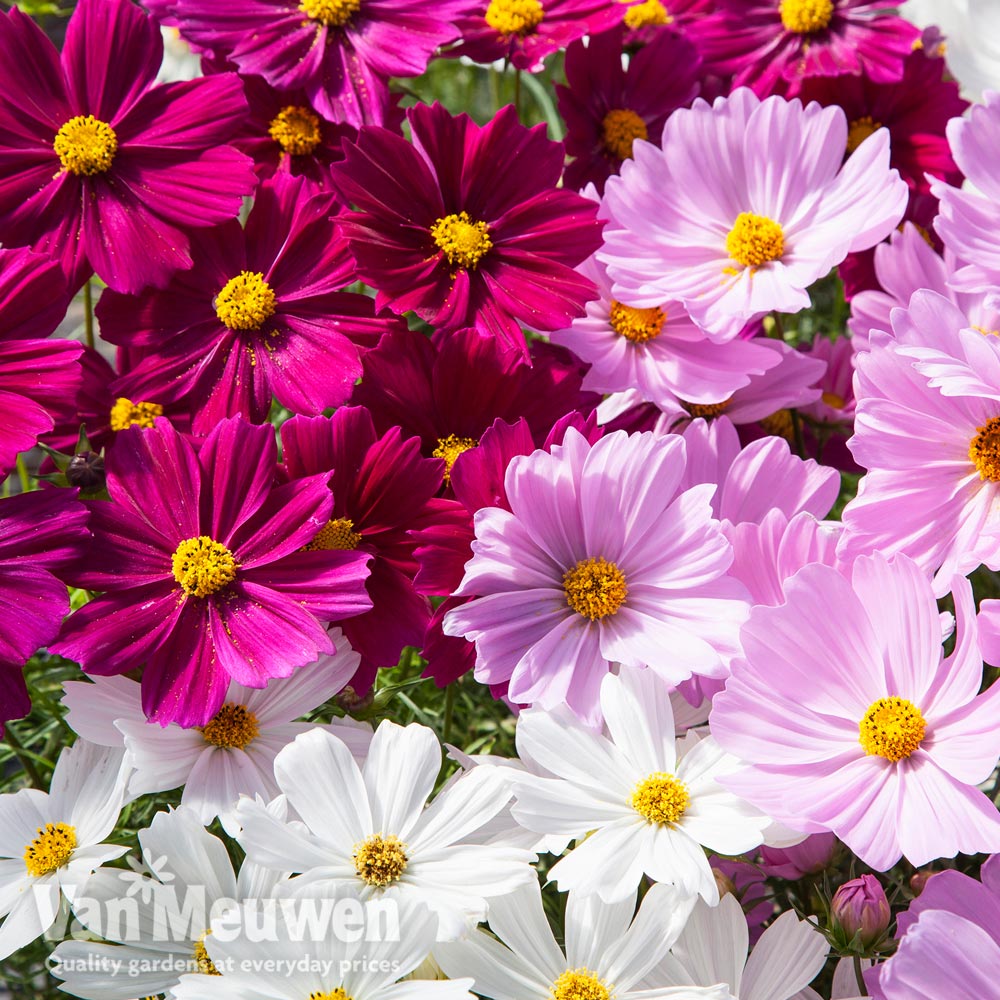 Cosmos bipinnatus 'Apollo' Mixed