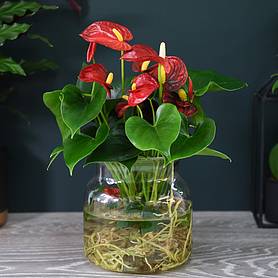 Anthurium Aqua Red in Sierglass (House Plant)