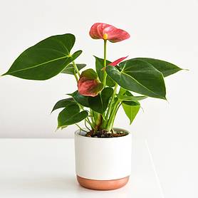 Anthurium andraeanum (House Plant)