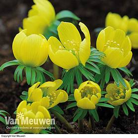 Aconite in the Green