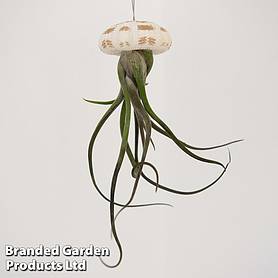 Airplant (Tillandsia) in Sea Urchin