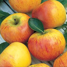 Apple 'Cox's Orange Pippin'