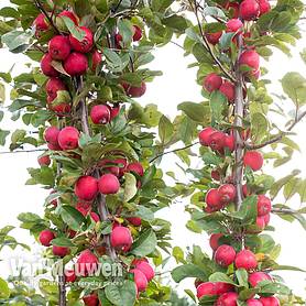 Apple Appletini