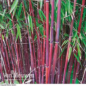 Bamboo 'Asian Wonder'