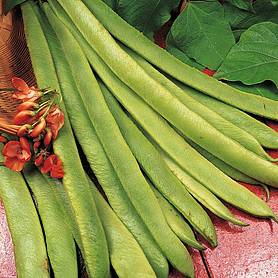 Runner Bean 'Scarlet Emperor'