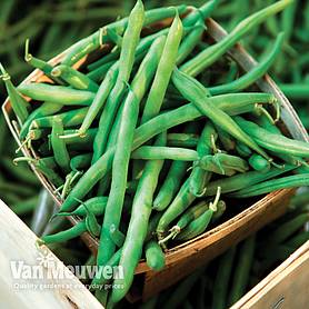 Climbing Bean 'Cobra'