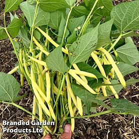 Dwarf Bean 'Dior'