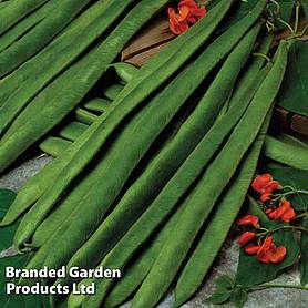 Runner Bean 'Scarlet Empire'