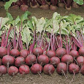 Beetroot 'Wodan' F1 Hybrid (Globe)