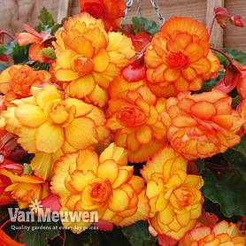 Begonia 'Cascading Fireball'