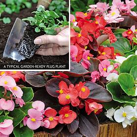 Cheap Bedding Plug Plants Cheap Bedding Plug Plants