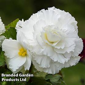 Begonia 'Prima Donna White'