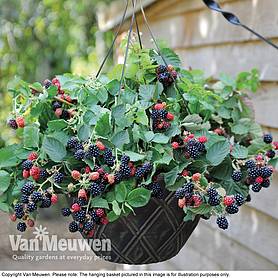 Blackberry 'Black Cascade'