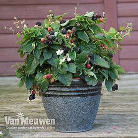 Blackberry 'Opal' (Dwarf)