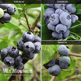 Blueberry 'Full Season Collection'