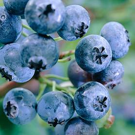 Blueberry 'Earliblue'